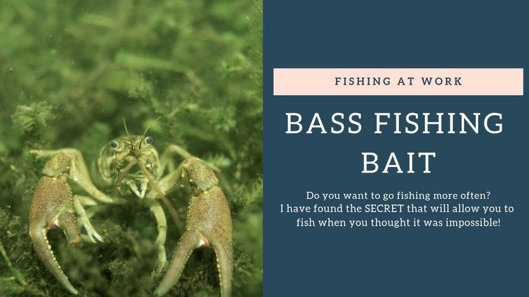 Read more about the article Bass Fishing Bait – Worms, Baitfish, Crayfish or Amphibians