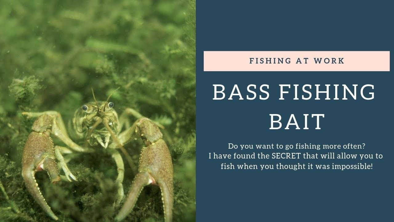 Bass Fishing Bait