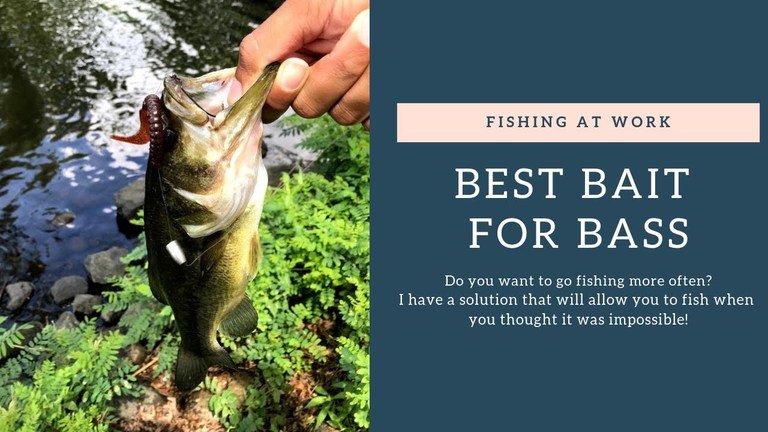 Read more about the article Best Bait For Bass