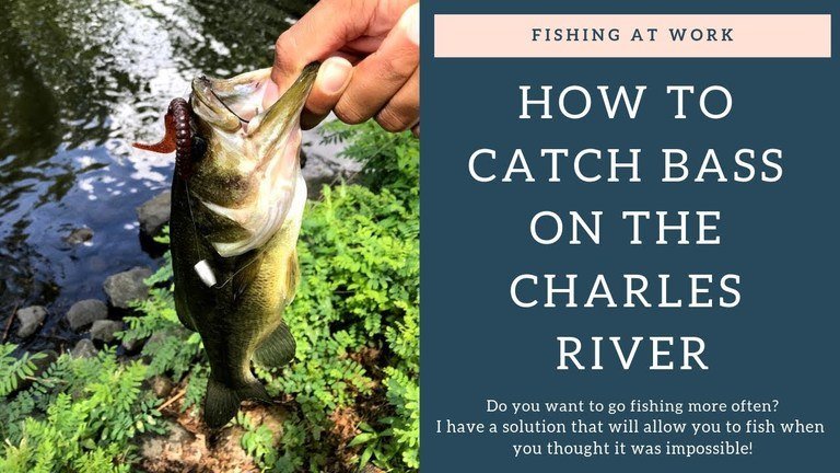 Read more about the article Charles River Fishing