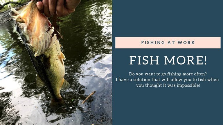 Read more about the article Fish More