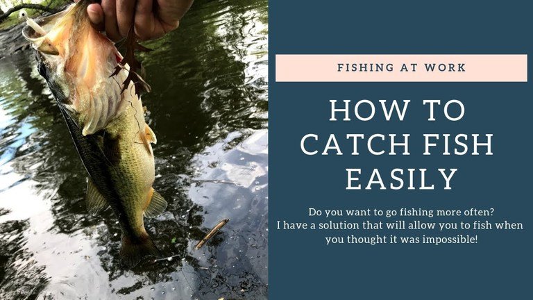 Read more about the article How To Catch Fish Easily