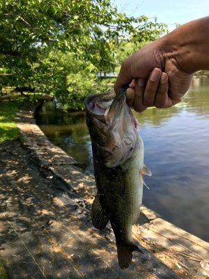 Charles River Fishing