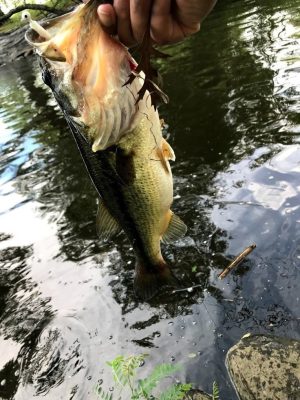 Charles River Fishing