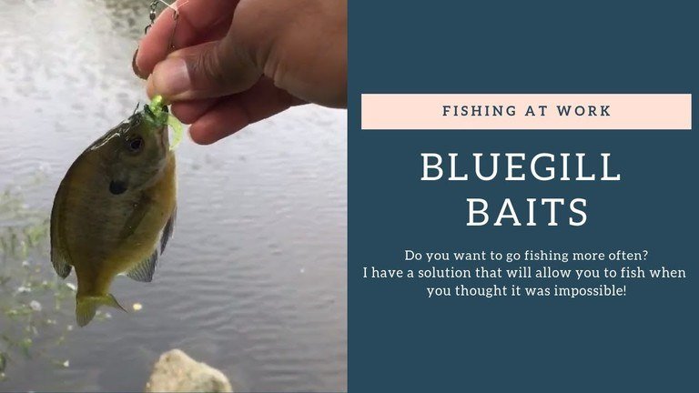 Read more about the article Best Bluegill Baits