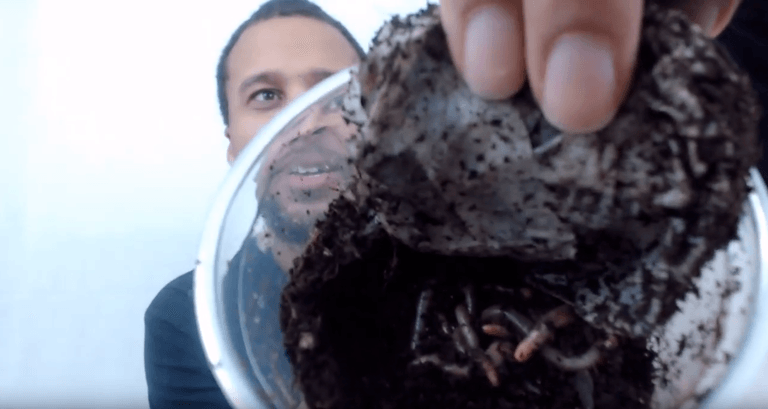 Read more about the article Nightcrawler Worms For Sale
