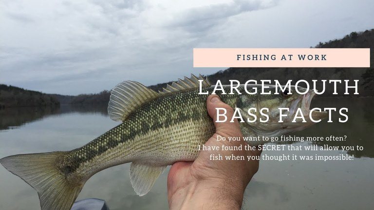 Read more about the article Learn Largemouth Bass Facts That Will Help You Catch More And Bigger Bass!