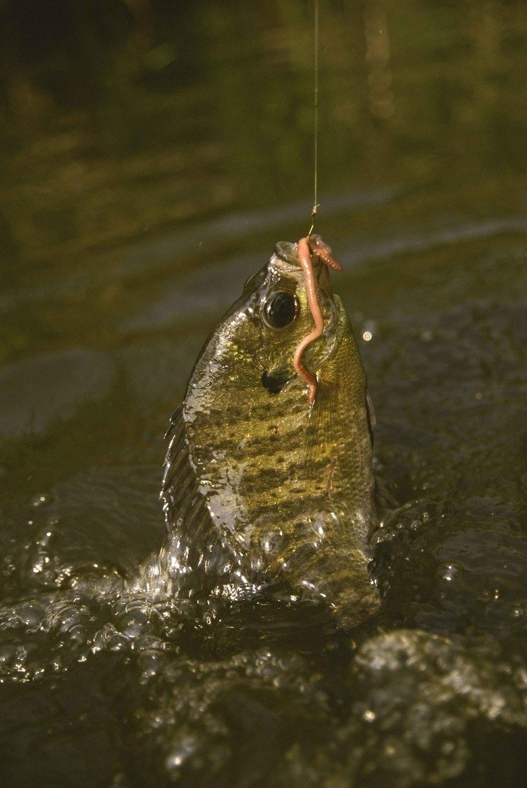 Read more about the article Best Bluegill Lures