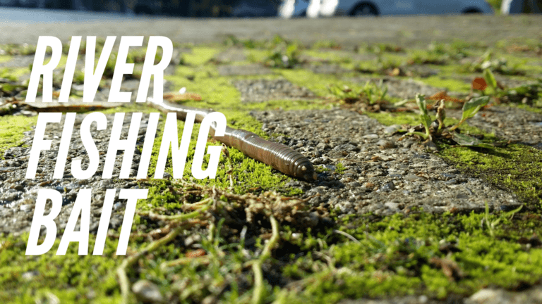 Read more about the article River Fishing Bait