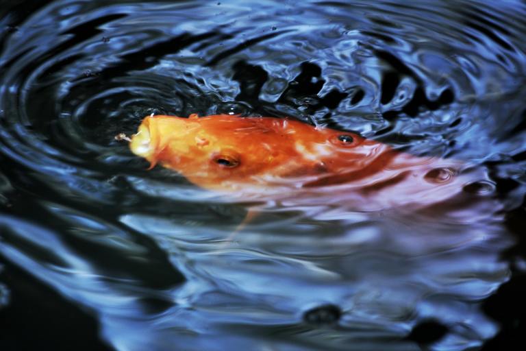 Read more about the article Best Carp Hooks