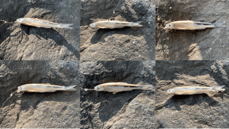 Read more about the article How To Hook A Minnow
