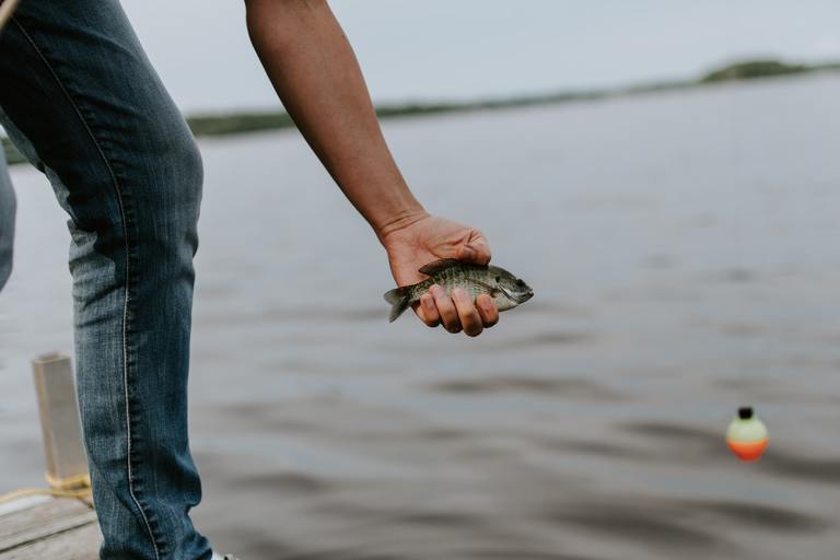 Read more about the article What Does Bluegill Taste Like