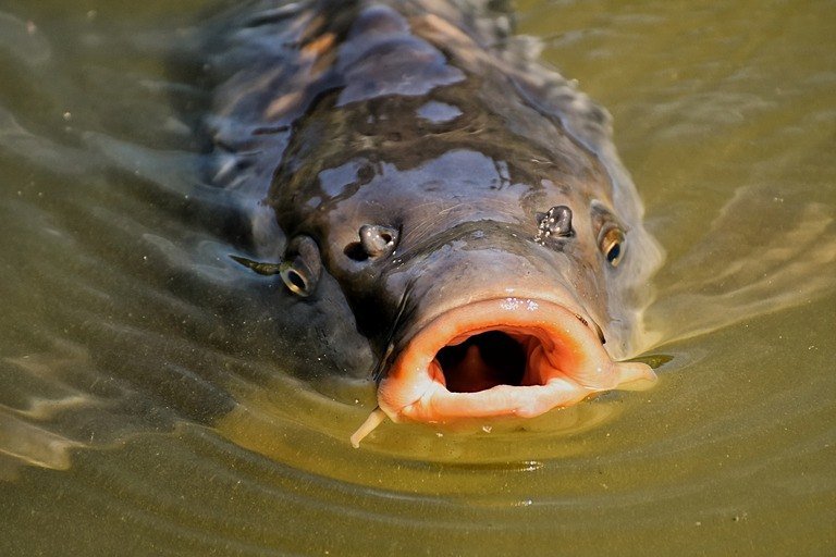 Read more about the article Carp Fishing For Beginners