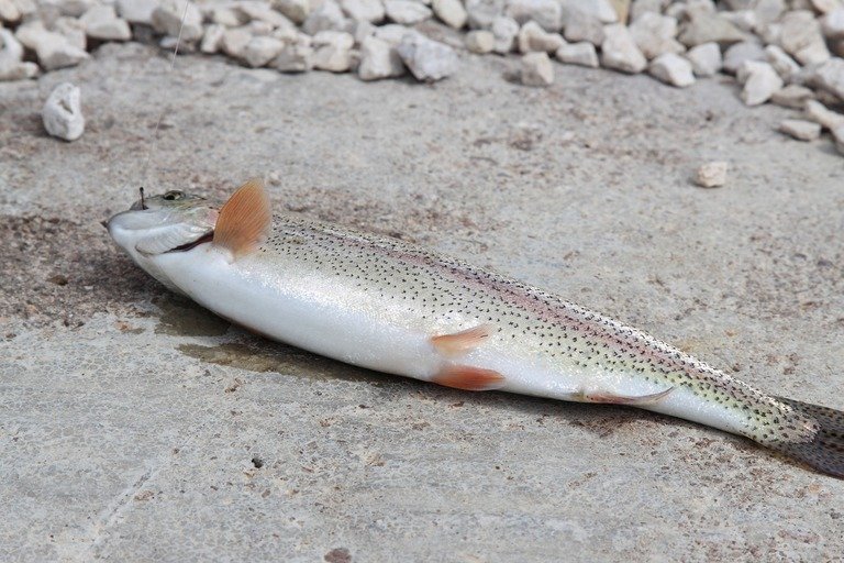 Read more about the article Best Hooks For Trout