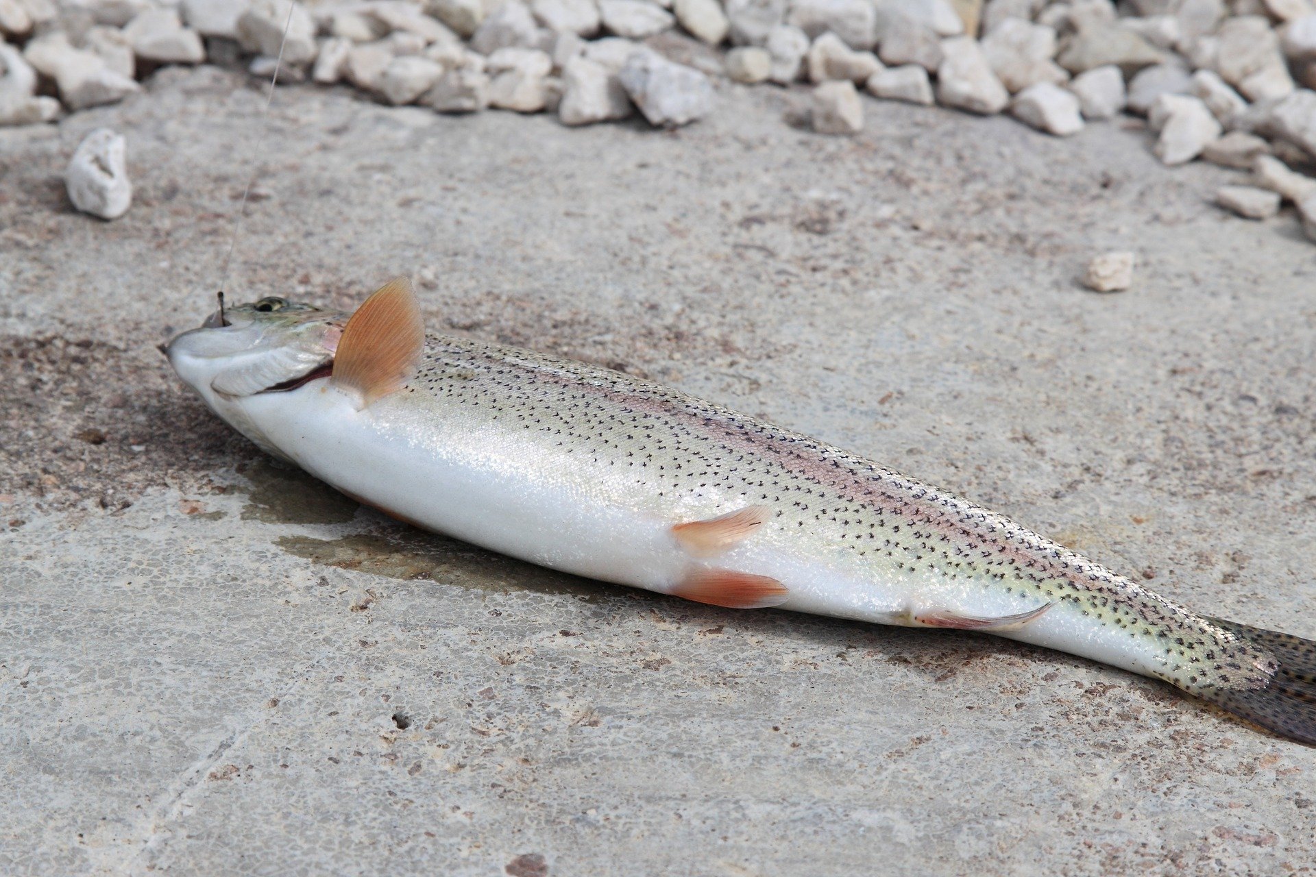 Trout Hooks
