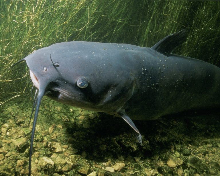 Read more about the article catfish planer board