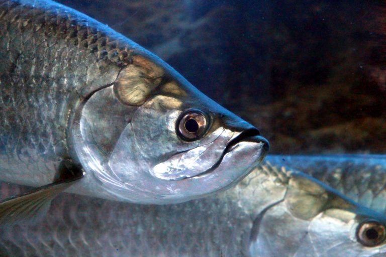 Read more about the article Tarpon Fly Fishing