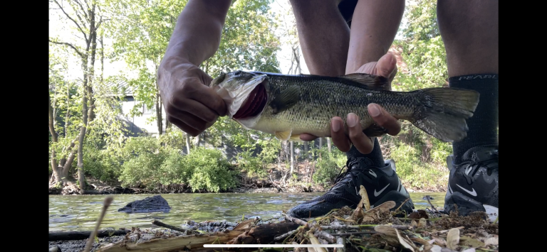 Read more about the article Are Bass Good to Eat?