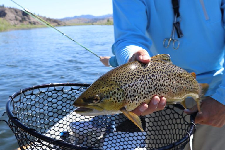 Read more about the article Trout Fishing For Beginners