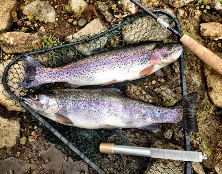 Read more about the article What Bait to Use for Trout