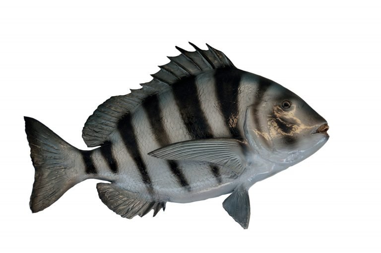 Read more about the article Are Sheepshead Good To Eat