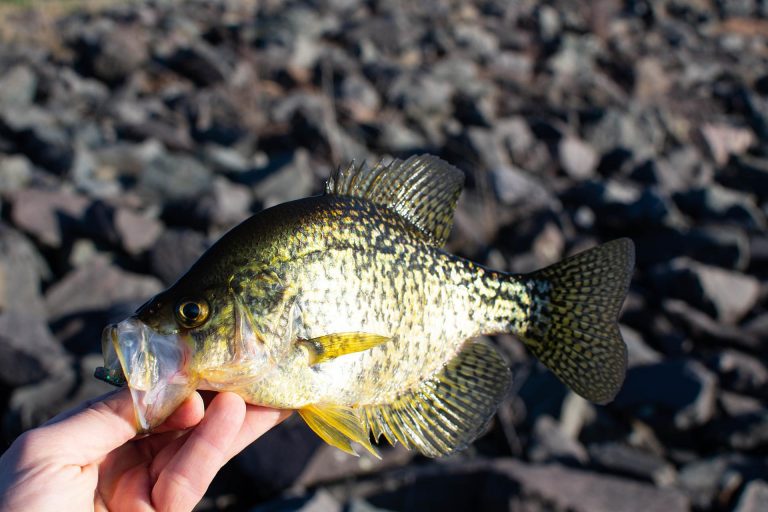 Read more about the article What Is Crappie Fish