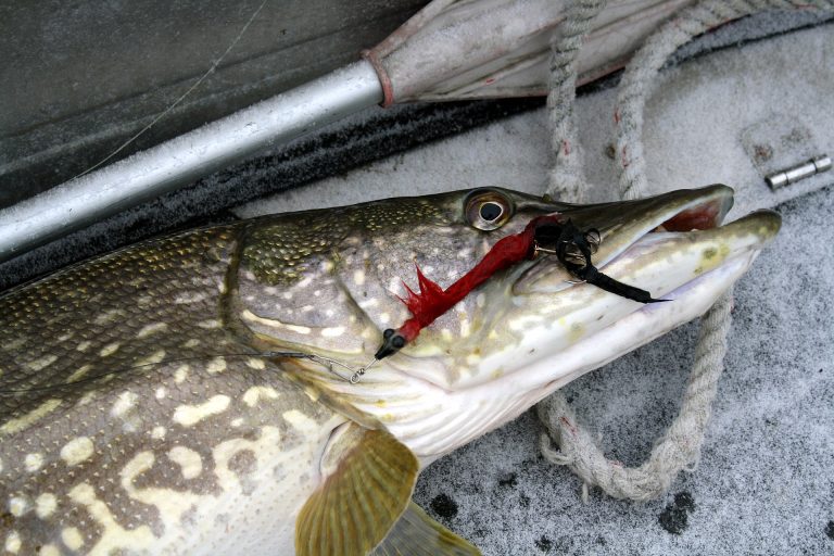 Read more about the article Northern Pike Lures