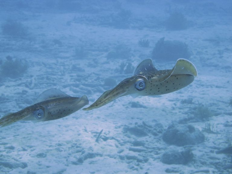 Read more about the article Boston Squid Fishing