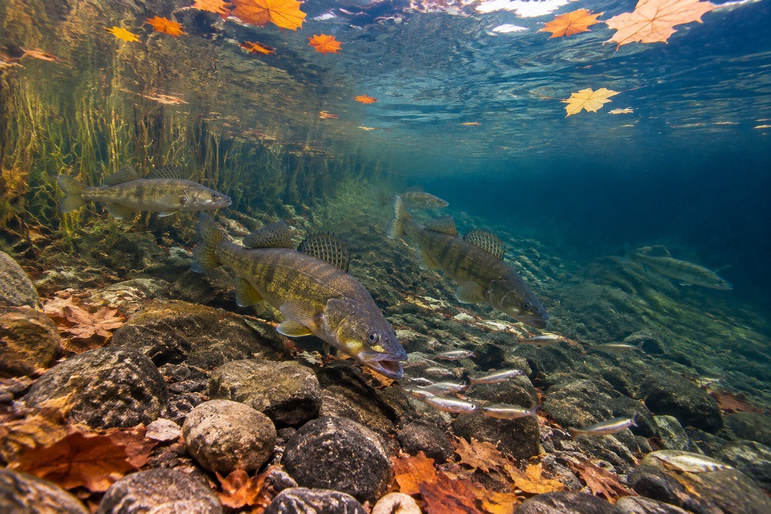 Walleye feed on a school of baitfish above a rocky lake bottom near autumn shoreline vegetation.