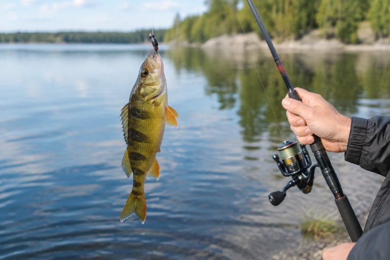 An angler holds a freshly caught perch beside a lake.